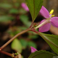 Sonerila rhombifolia Thwaites